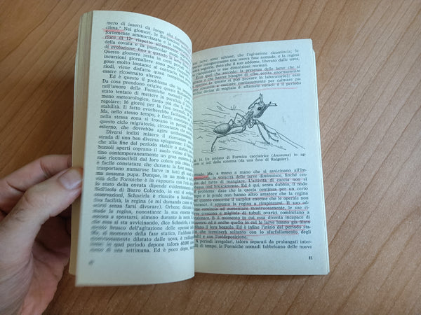 Il mondo delle formiche | Remy Chauvin - Feltrinelli