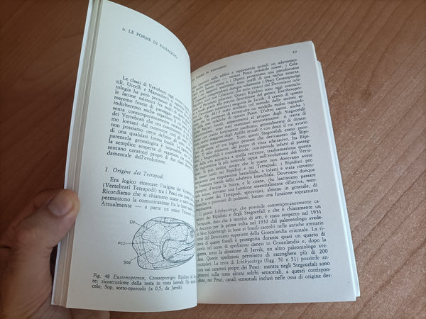 Le prove paleontologiche dell’evoluzione | Jean-Pierre Lehman