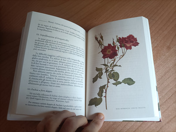 250 quesiti di giardinaggio risolti | E. M. Calvino
